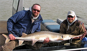 136_Pallid Sturgeon_Scaphirhynchus albus.jpg